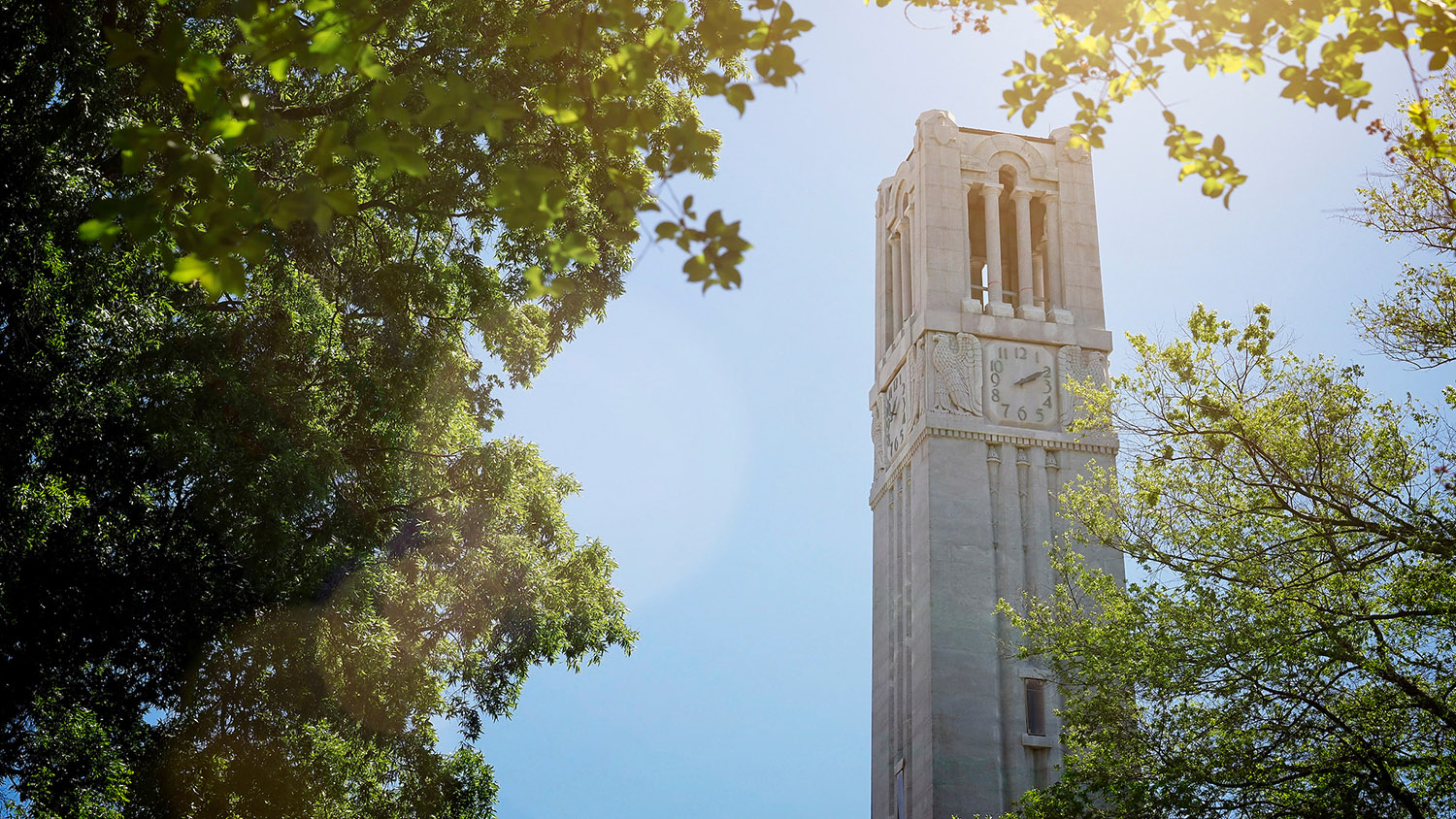 belltower behind trees